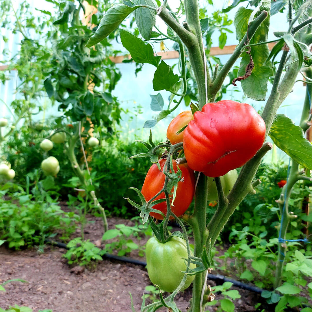 Na zdjęciu pomidorki z naszej własnej uprawy