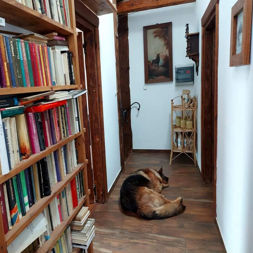 Na zdjęciu nasz pies Ares oraz korytarz w naszym siedlisku