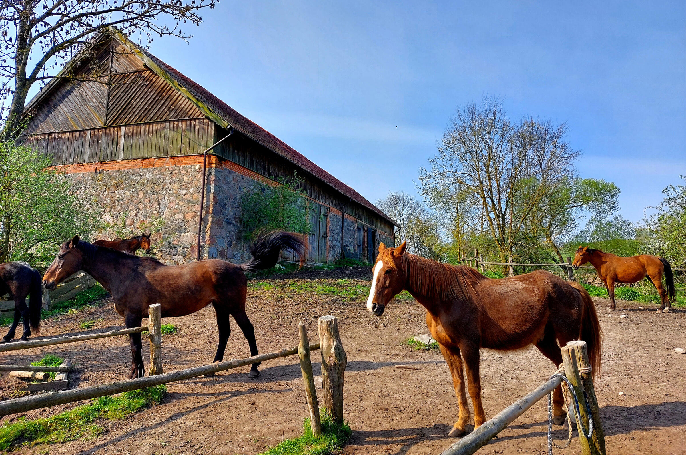 Konie Na zdjęciu konie oraz budynek, w którym mieszkają